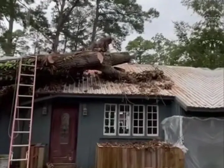 A pine down across the roof of a house