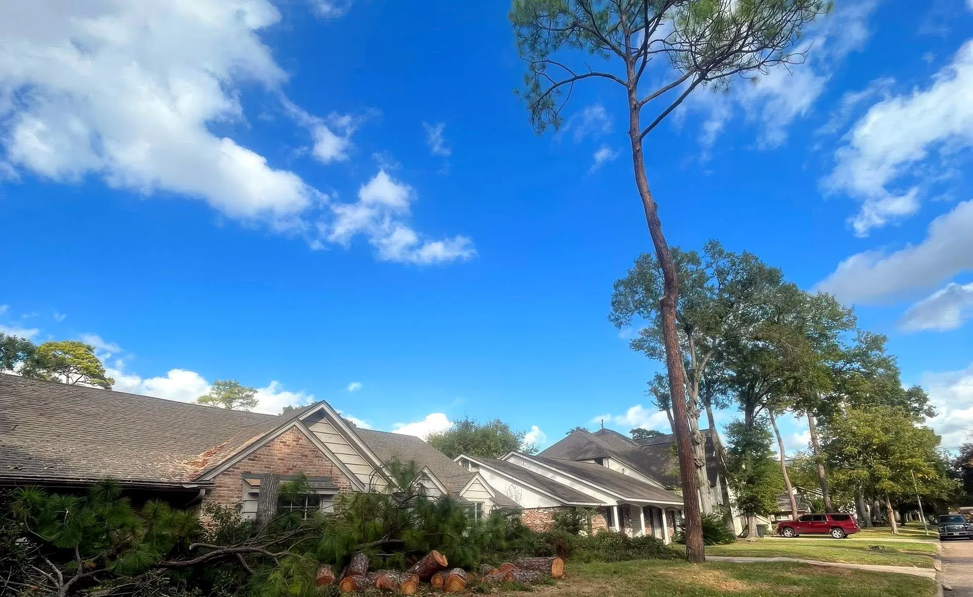 A tall pine standing over a Houston house